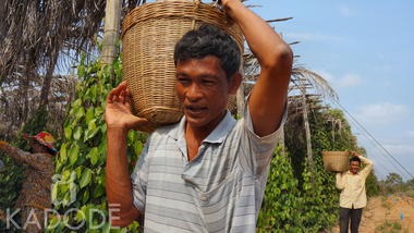 Supporting Kampot farmers