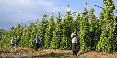 Plants de poivre de Kampot