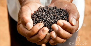 Farmer with black Kampot pepper in hands