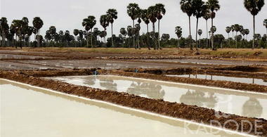 Siam flower of salt production