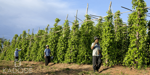 Plants de poivre de Kampot