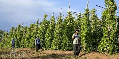 Kampot pepper farm