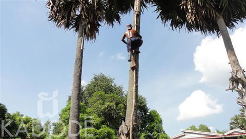 Harvest Palm sugar