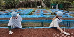 Kampot pepper sun drying